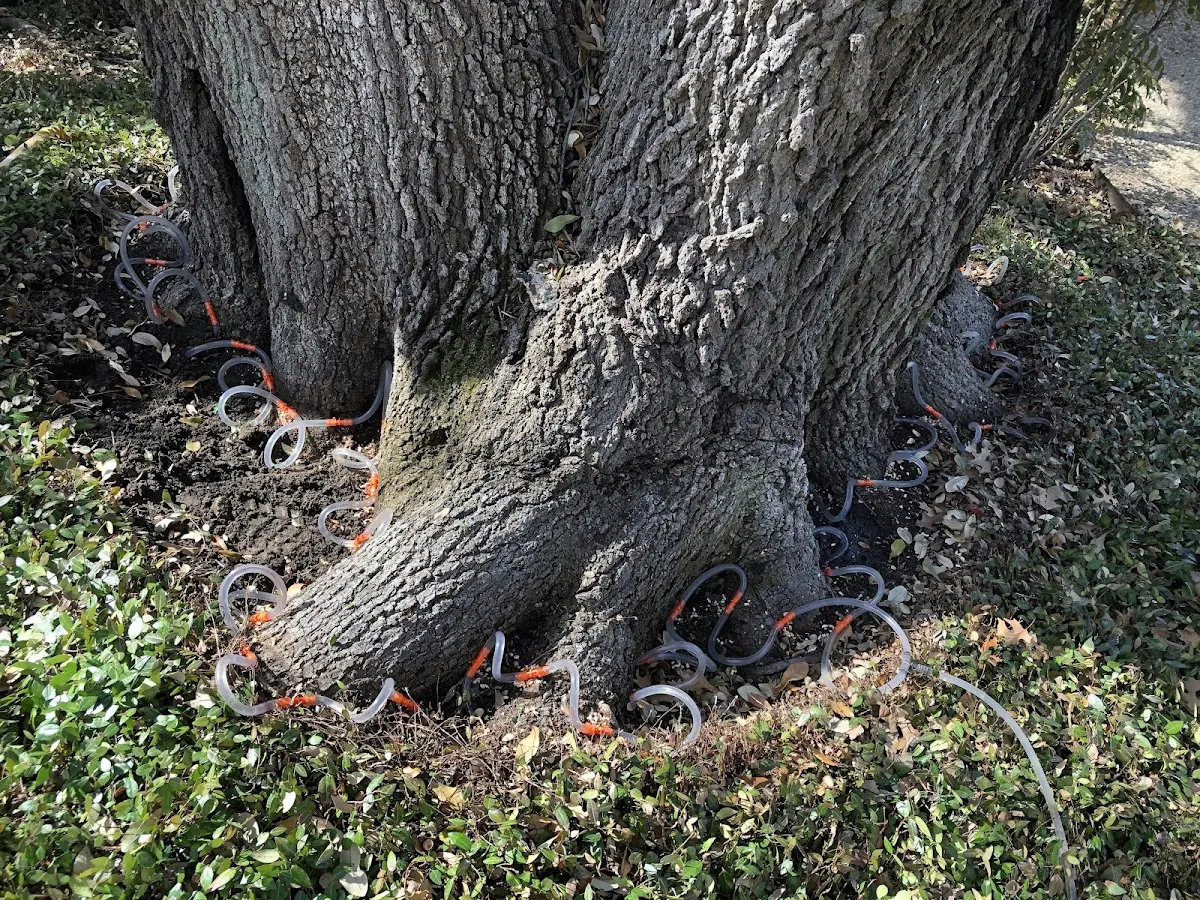 Detailed Tree Cabling and Bracing job site in Kopperston